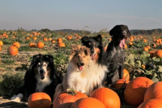 unser Rudel, Alfred der Drahthaar ist auch häufiger Gast