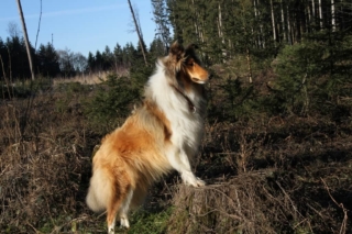 schon mal König der Löwen gesehen :-)