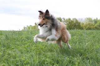 Im Flug zum nächsten Leckerli